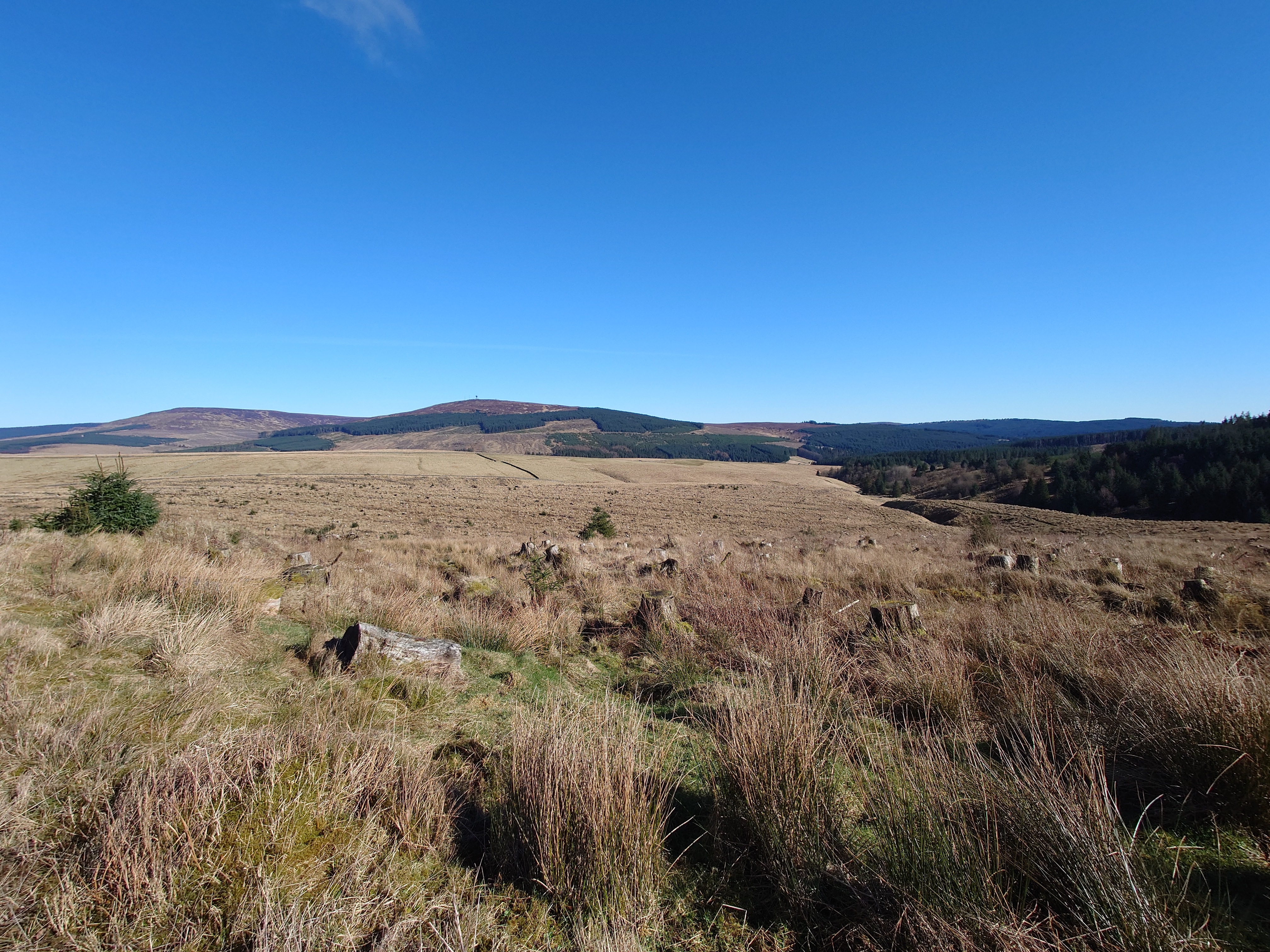 Looking down over yellow-brown grass and tree stumps to another yellow-brown field crossed by a drystone wall, with the hills and plantations on the horizon. 