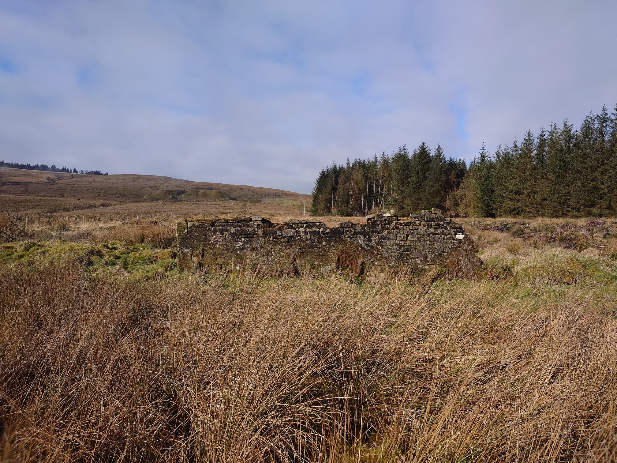 In the middle of tall rushes and with hills behind, a single old stone wall about head height and only a few metres long