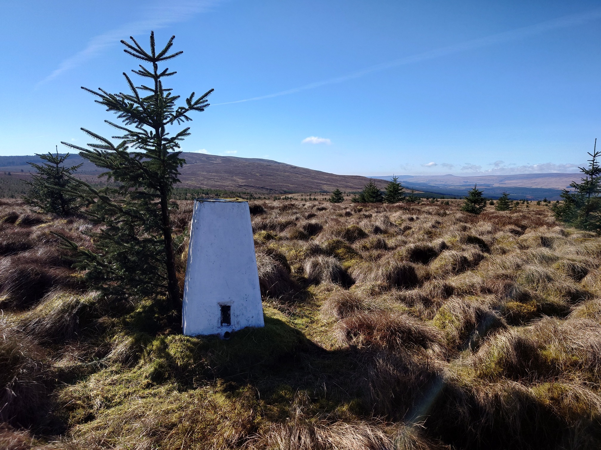Within the tussocks, next to a Sitka Spruce Sapling, is a white trig point. Behind the landscape leads to brown and yellow hill, and dotted about all over are small sitka trees