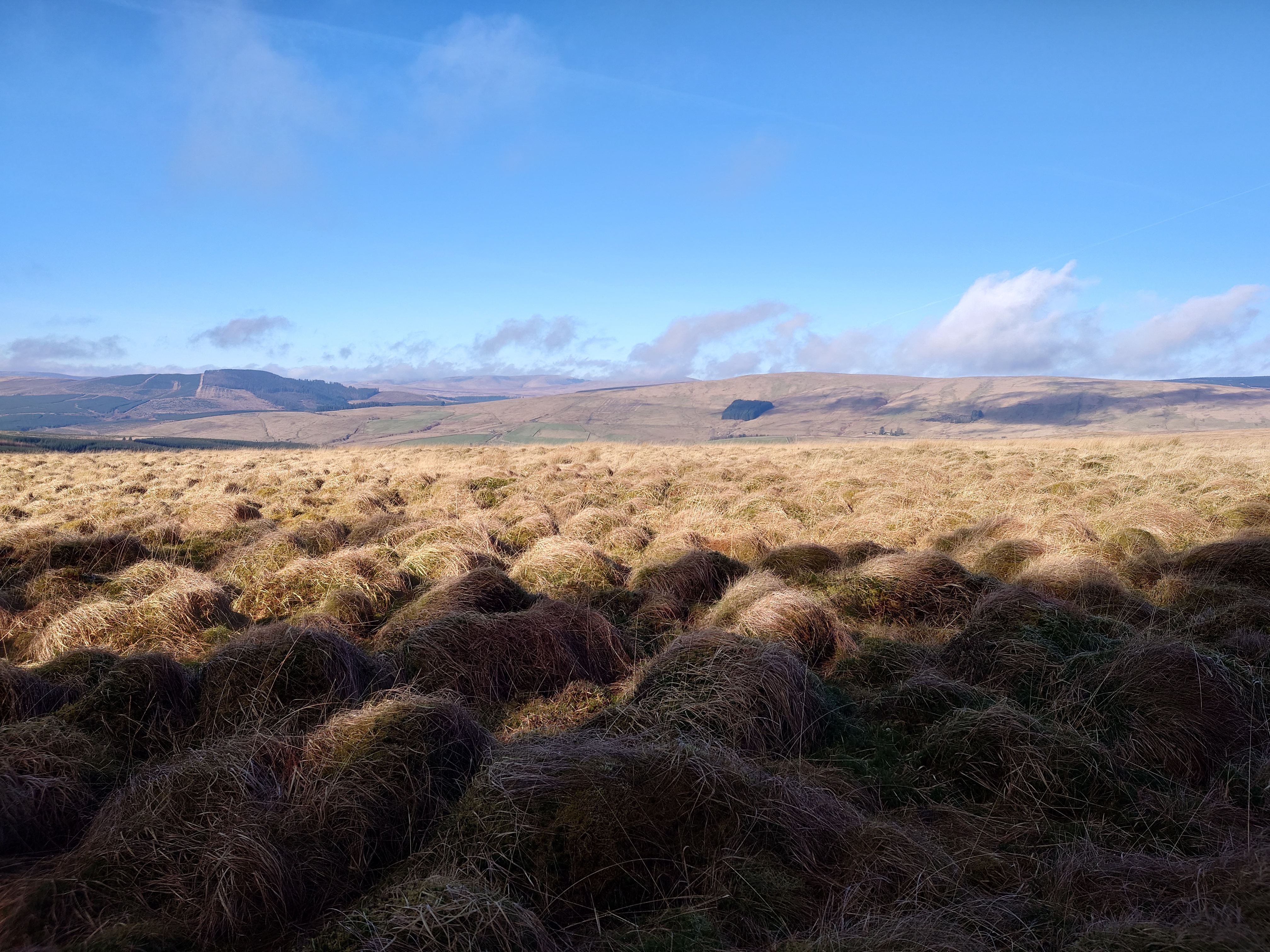Large, grassy tussocks stretch off to the hills on the horizon, covered in thick brown-yellow-greeny grass
