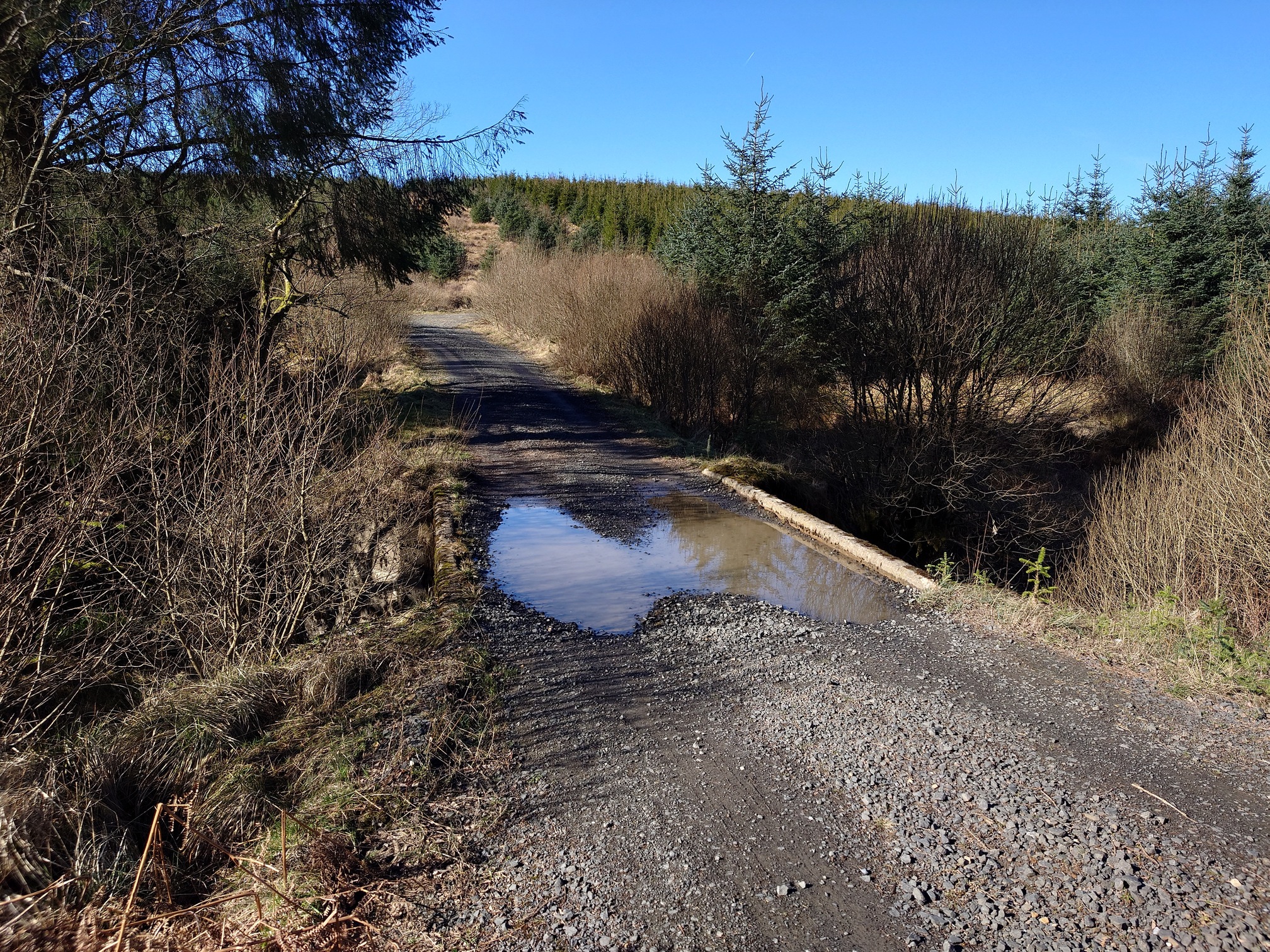 The forest track crosses a concrete bridge with a puddle in the middle
