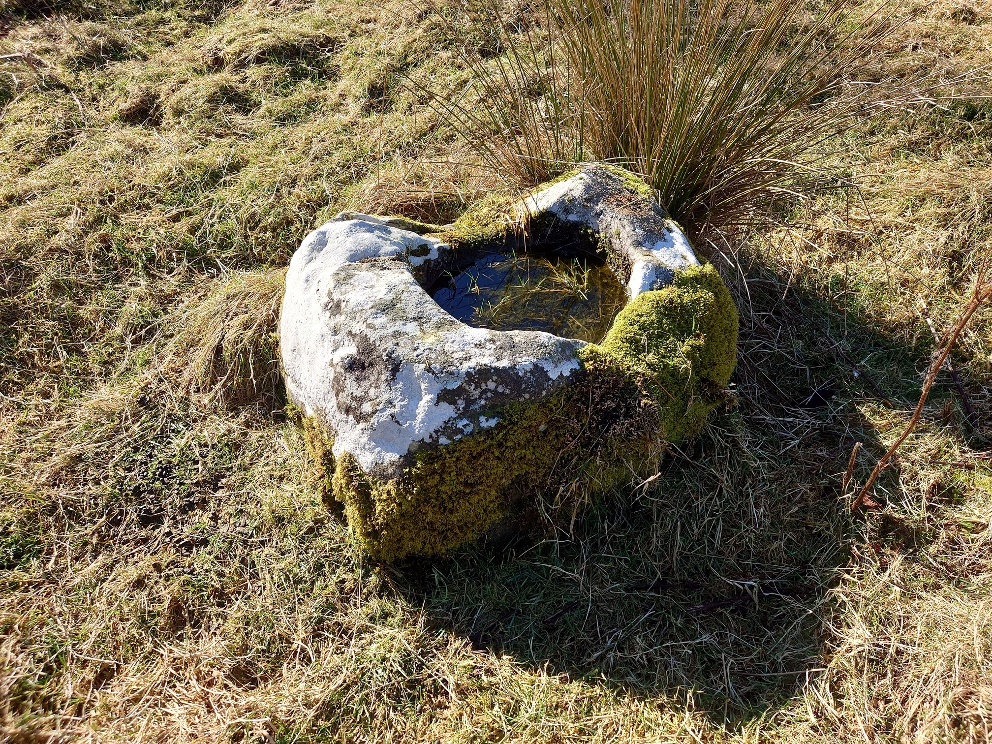 A rectangular block of stone covered in moss sits on the ground. It has a square hole carved into it, filled with rainwater now.