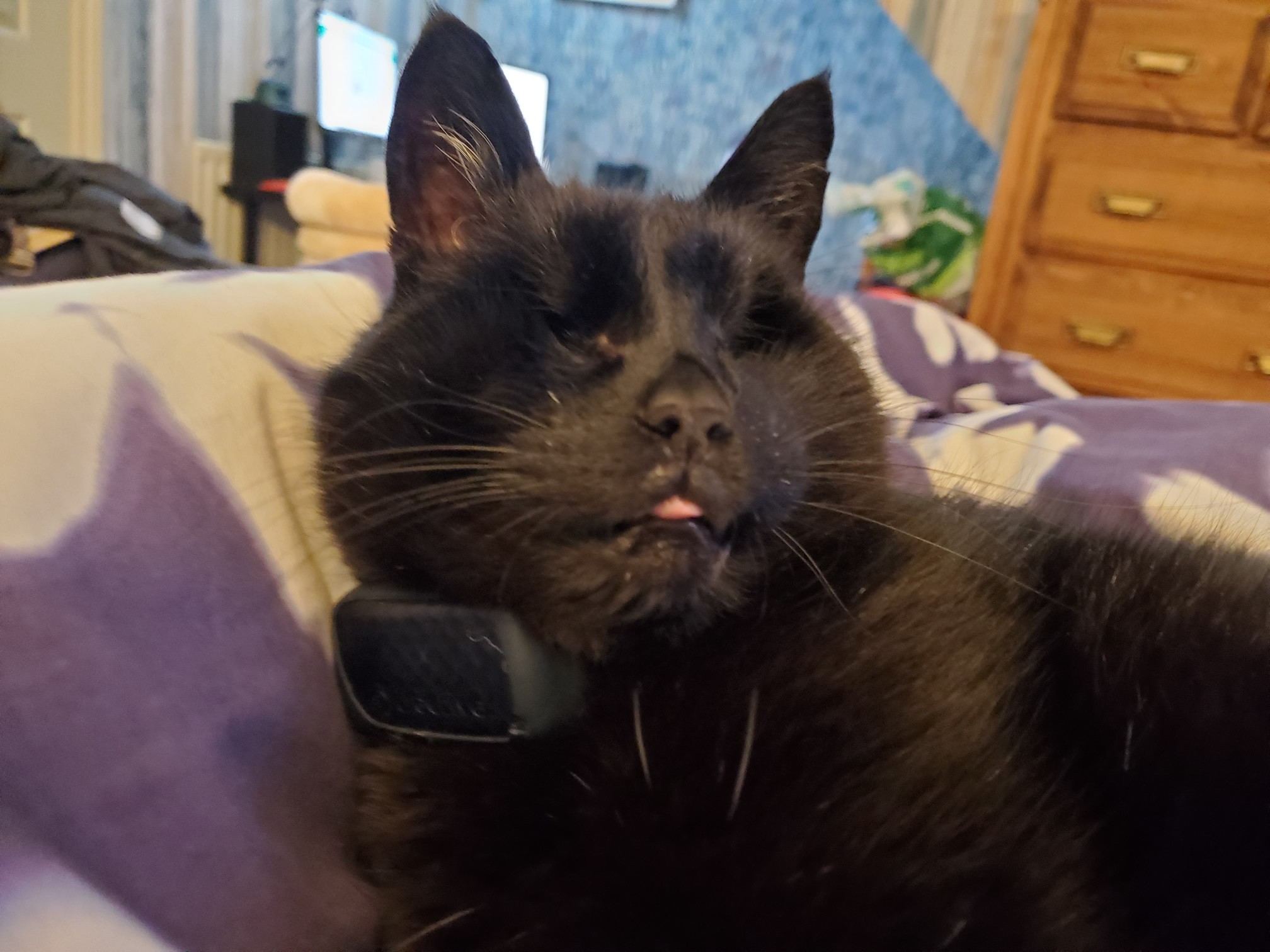 Fury, a black cat, sticking his tongue out 