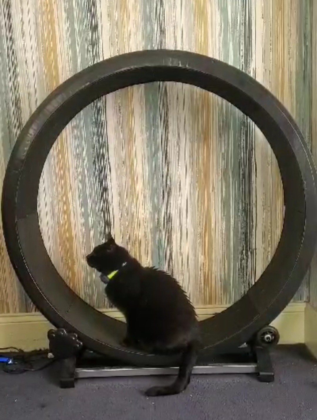 a black cat with a yellow collar sits in an upright wheel about 1m high.