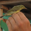 Green Warbler.jpg