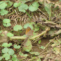 Small copper (1).jpg