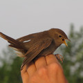 Thrush Nightingale.jpg