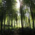 bamboo forest (1).jpg