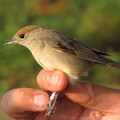 blackcap.jpg