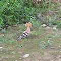 hoopoe.jpg