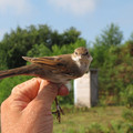 whitethroat (1).jpg