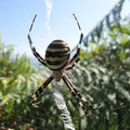 zebra spider (1).jpg