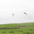 Arctic Skua (1).JPG