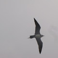 Arctic Skua (2).JPG