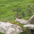 Fledged Wheatear.JPG