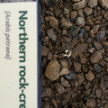 Northern Rock Cress.jpg