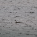 Red Throated Diver.JPG