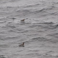 Red neck Phalarope.JPG