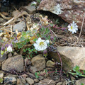 edmonstons chickweed.jpg