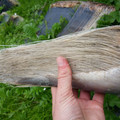 whale baleen.jpg