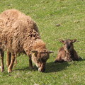 Soay Sheep.JPG